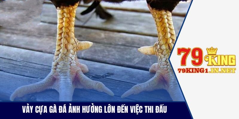 Vảy cựa gà đá ảnh hưởng lớn đến việc thi đấu